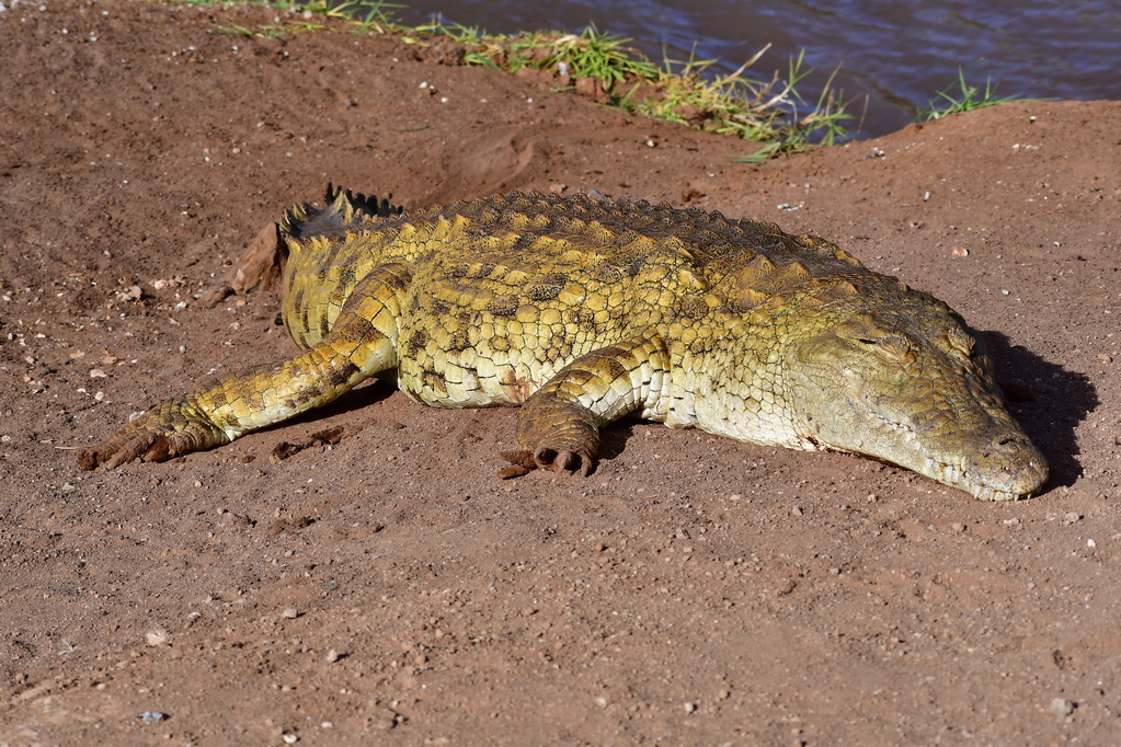 Tsavo West National Park